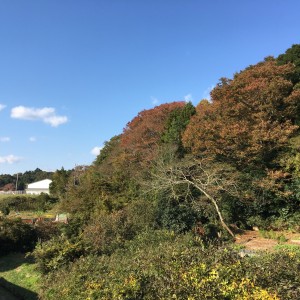 12月のあおいとり