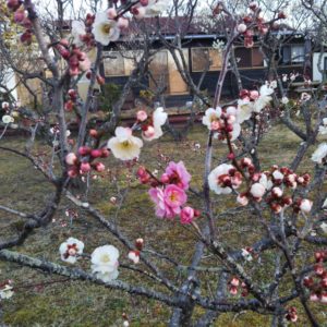 梅の花が満開です