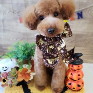 ☆ハロウィンお写真ver.2☆