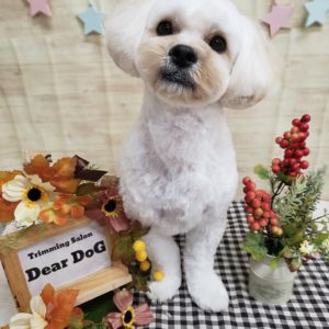 ☆お客様ワンコ☆MIX犬のモカくん☆