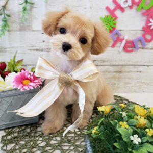 ☆3月24日(日)はお休みです☆