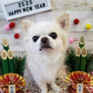☆本年も一年ありがとうございました☆