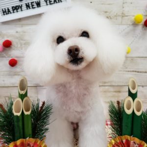 ☆明けましておめでとうございます☆