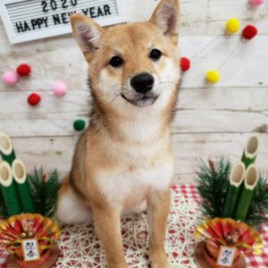 ☆1月の定休日のお知らせ☆