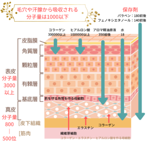 真皮層の生まれ変わりは●年？？