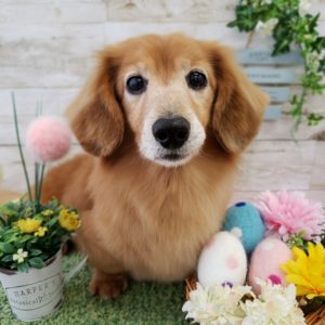 ☆4月の定休日のお知らせ☆