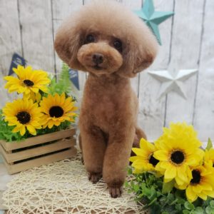 ☆ご予約状況のお知らせ☆