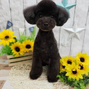 ☆8月の定休日のお知らせ☆
