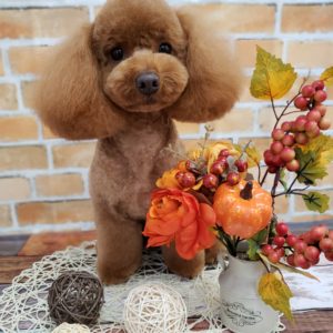 ☆11月の定休日のお知らせ☆