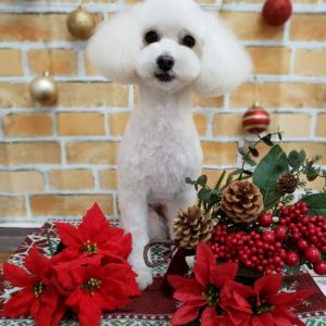 ☆12月の定休日のお知らせ☆