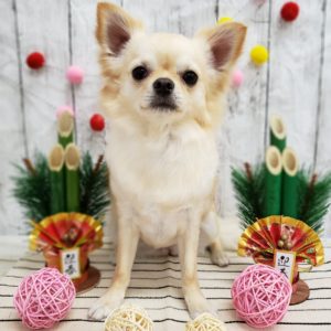 ☆本年も１年ありがとうございました☆