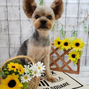 ☆7月の定休日のお知らせ☆