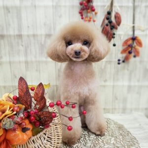 ☆11月の定休日のお知らせ☆