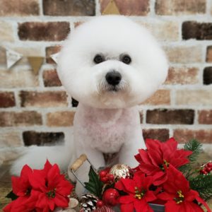 ☆12月の定休日のお知らせ☆