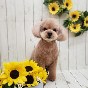 ☆8月の定休日お知らせ☆