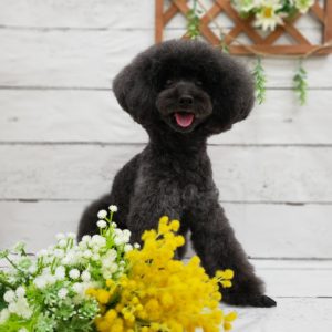 ☆4月の定休日のお知らせ☆