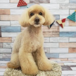 ☆5月の定休日のお知らせ☆