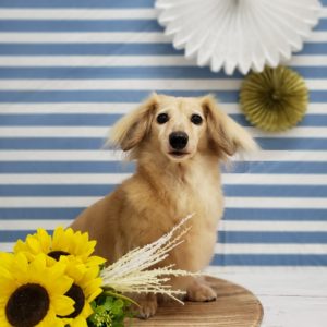 ☆7月の定休日のお知らせ☆