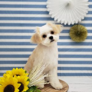 ☆8月の定休日のお知らせ☆
