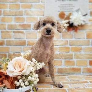 ☆9月の定休日のお知らせ☆
