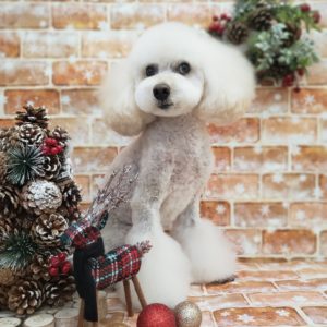 ☆12月の定休日のお知らせ☆