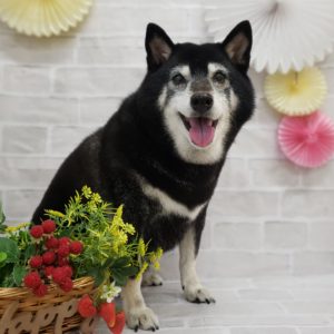 ☆2月の定休日のお知らせ☆