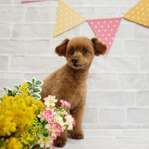 ☆3月の定休日のお知らせ☆