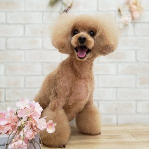 ☆4月の定休日のお知らせ☆彡