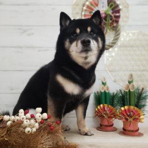 ☆1月の定休日のお知らせ☆