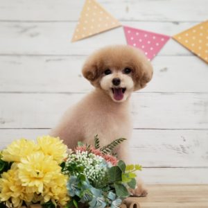 ☆3月の定休日のお知らせ☆
