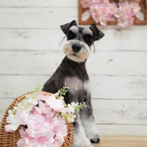 ☆4月の定休日のお知らせ☆