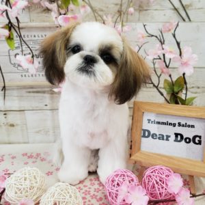 ☆お客様ワンコ☆シーズーのさくらちゃん☆