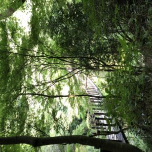 7月後半から8月上旬のあおいとり