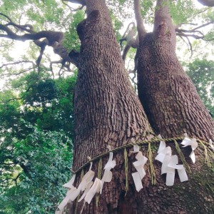 11月のあおいとり