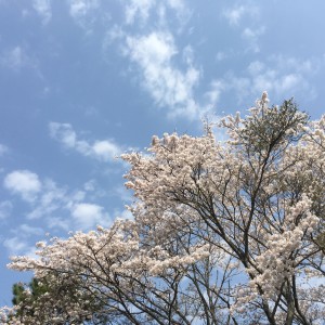 4月からGWまでのあおいとり