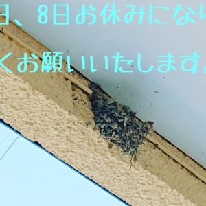 おはようございます。☀️  連日暑いですが、クラフトビールと、スパイスカレーでストレス発散（笑）  8/7,8お休みになってますよろしくお願いいたします。  昨日なのですが、5月頃つがいの、つばめさんが、来てくれたのですが、途中１羽だけになり、少しの間一羽で相方を待っている様に見えたのですが、いつの間にかその一羽も何処かえ行ってしまいました。  そしたら、昨日六羽の種類の違うつばめが、巣の奪い合いをして、めでたく、つがいのつばめが、またお店に来てくれました。  でも、つばめって今頃子作りするのですかね？   本日のカレー  やさしいチキンカレー （トマト増量の夏バージョン）  ごろごろナスの豚みそキーマカレー（大きめのナスに、合わせ味噌で、濃くを出した豚キーマカレー）  ズッキーニとレンズ豆のピリスッパカレー （青とうがらしと花椒、リンゴ酢のきいた、夏カレー）   皆様のお越しお待ちしております。