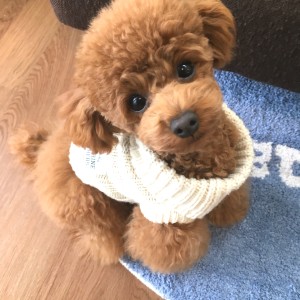 わんちゃん想いのドッグサロン˚✧₊⁎【RISORU】