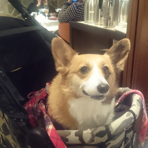 ペットOK！愛犬と一緒に入れるラーメン店♪