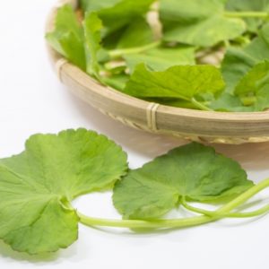 あなたが雑草だと思っている草は、WHOも認める薬草かも？