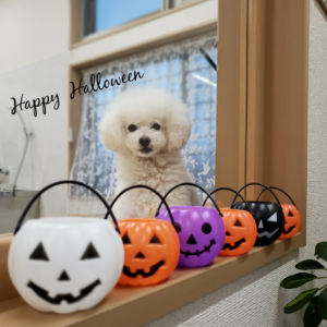 ☆10月の定休日のお知らせ☆