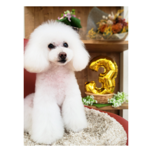 ☆3年目を迎えさせて頂きました☆