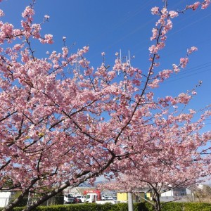 H30/3/17(土) ”河津桜まつり”